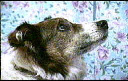 Dolly